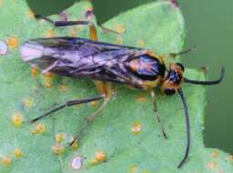 Image of Locust Sawfly
