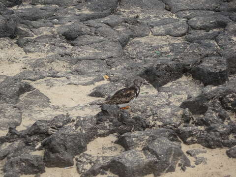 Image of Ruddy Turnstone