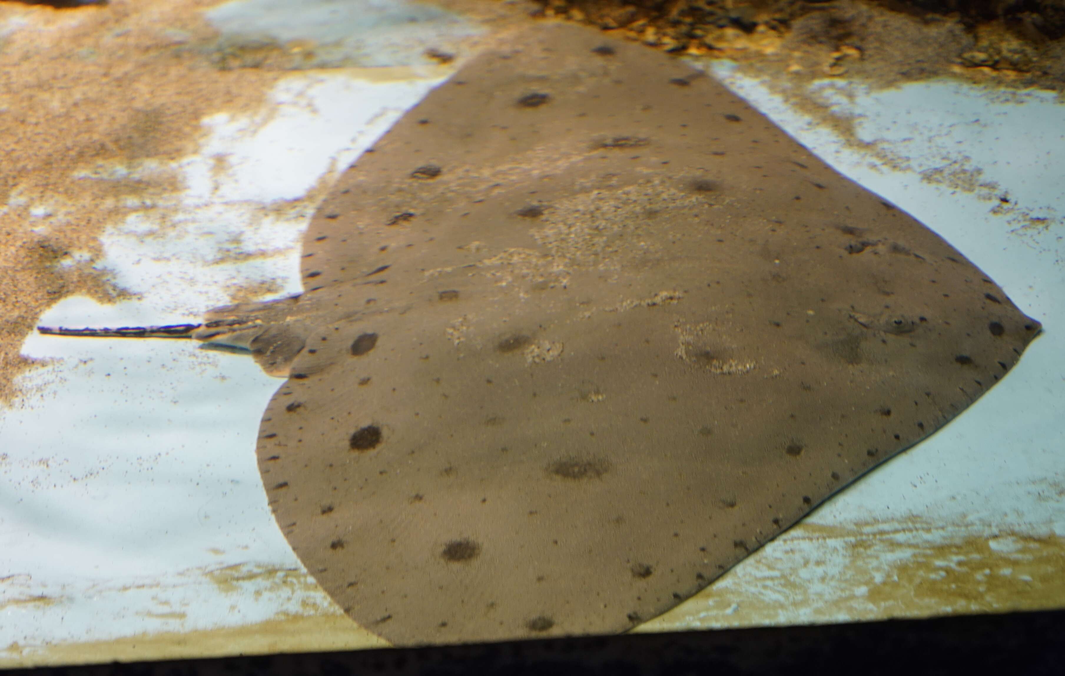 Image of Japanese Butterfly Ray