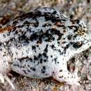 Image of Sandhill Frog