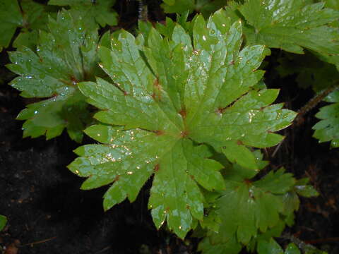 Image of coastal brookfoam