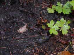 Image of coastal brookfoam