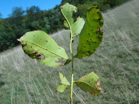 Image of Ophiognomonia leptostyla (Fr.) Sogonov 2008