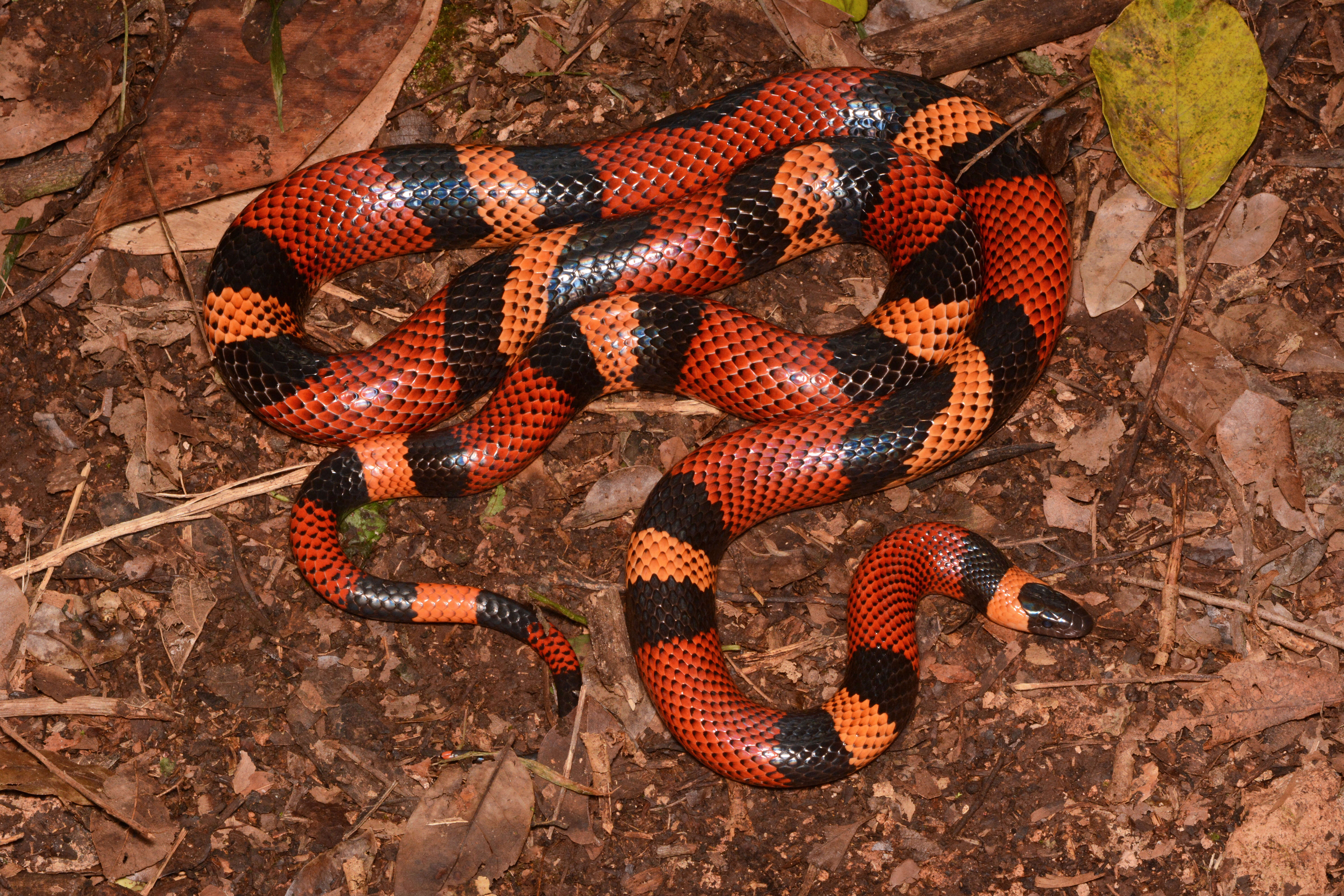 Image of Lampropeltis abnorma (Bocourt 1886)