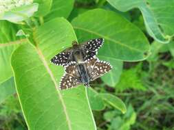 Image of Grizzled skipper