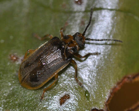 Image of Galerucella nymphaeae (Linnaeus 1758)