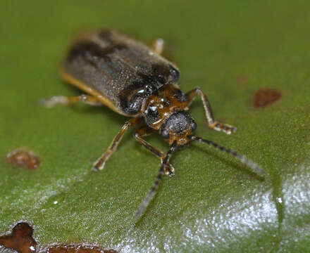 Image of Galerucella nymphaeae (Linnaeus 1758)