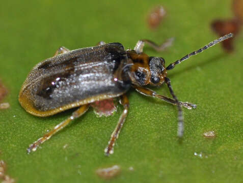 Image of Galerucella nymphaeae (Linnaeus 1758)