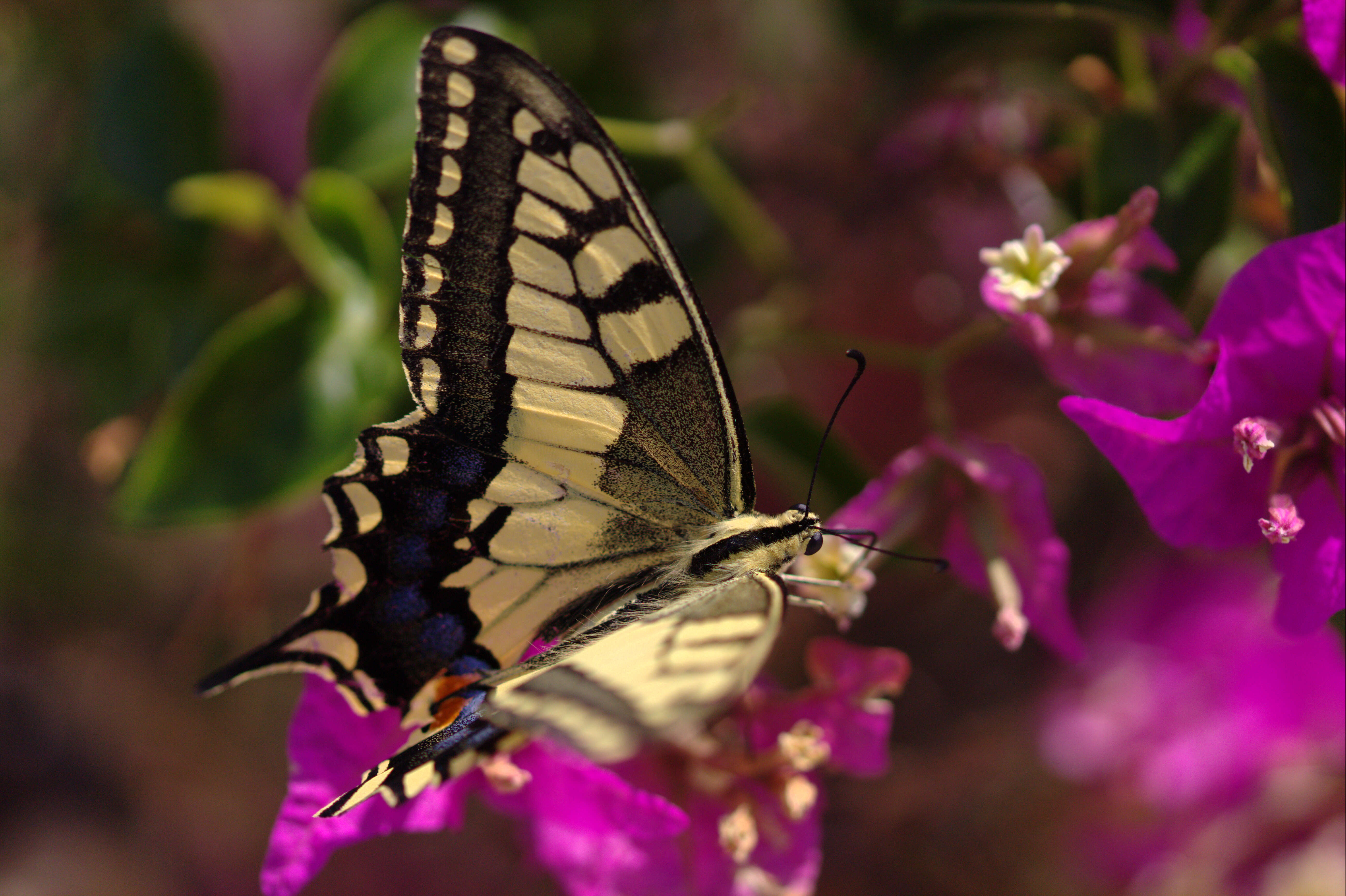 Слика од Bougainvillea glabra Choisy