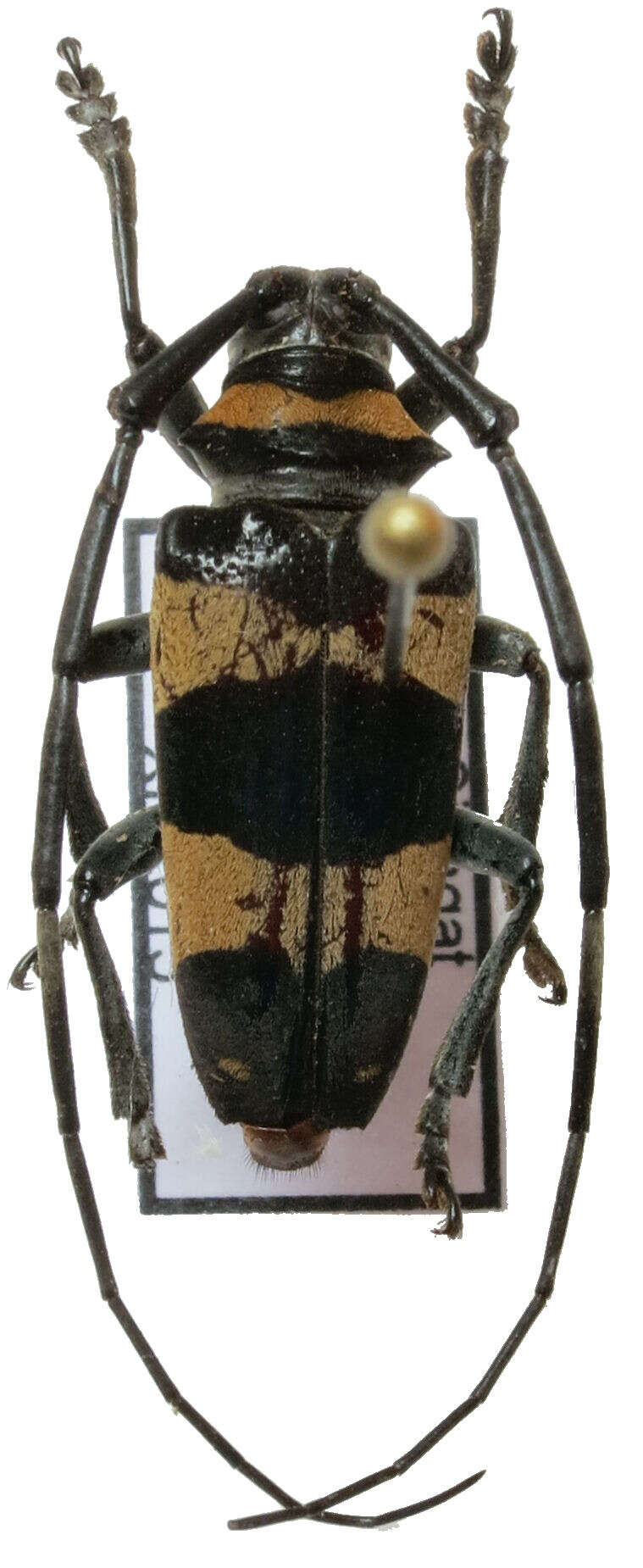 Image of Cereopsius quaestor (Newman 1842)