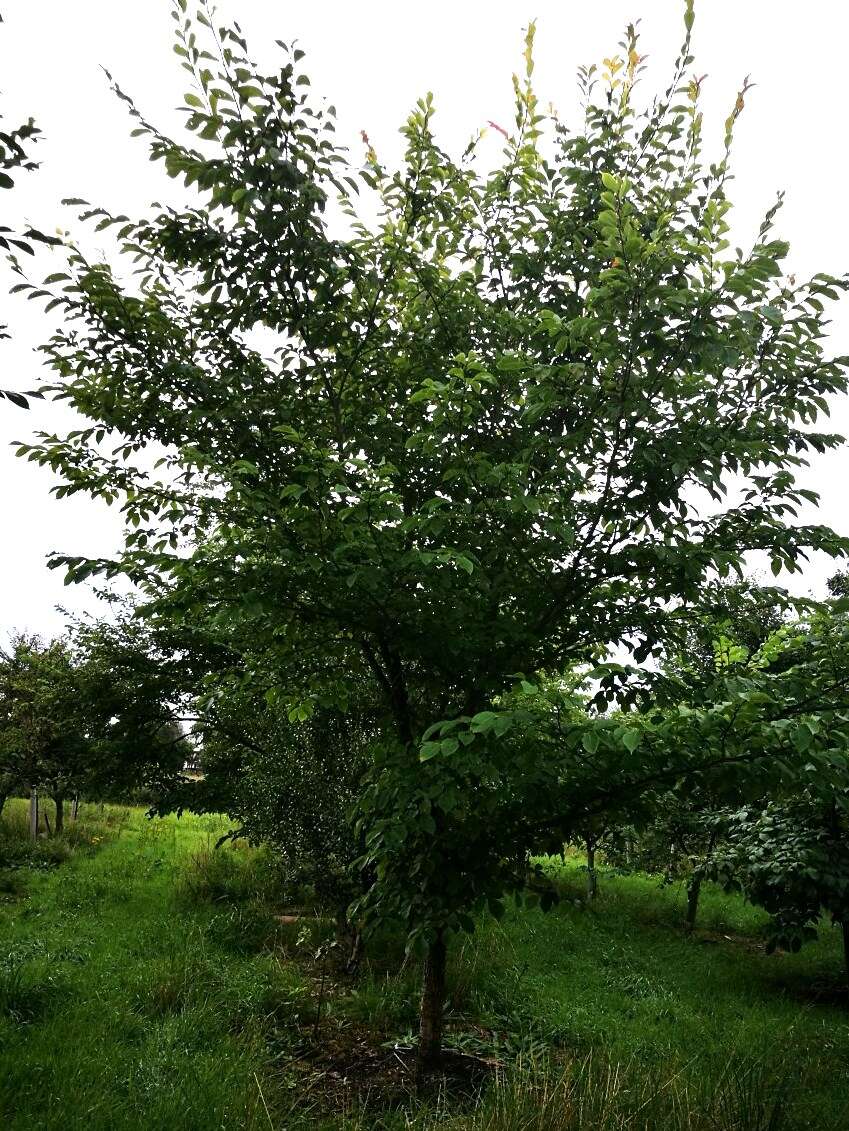 Image of Ulmus bergmanniana C. K. Schneid.