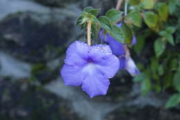 Image of Achimenes grandiflora (Schiede) DC.