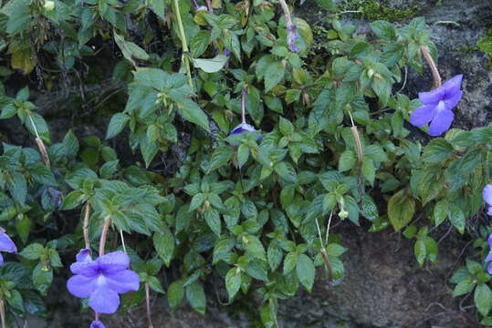 Image of Achimenes grandiflora (Schiede) DC.