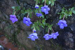 Image of Achimenes grandiflora (Schiede) DC.