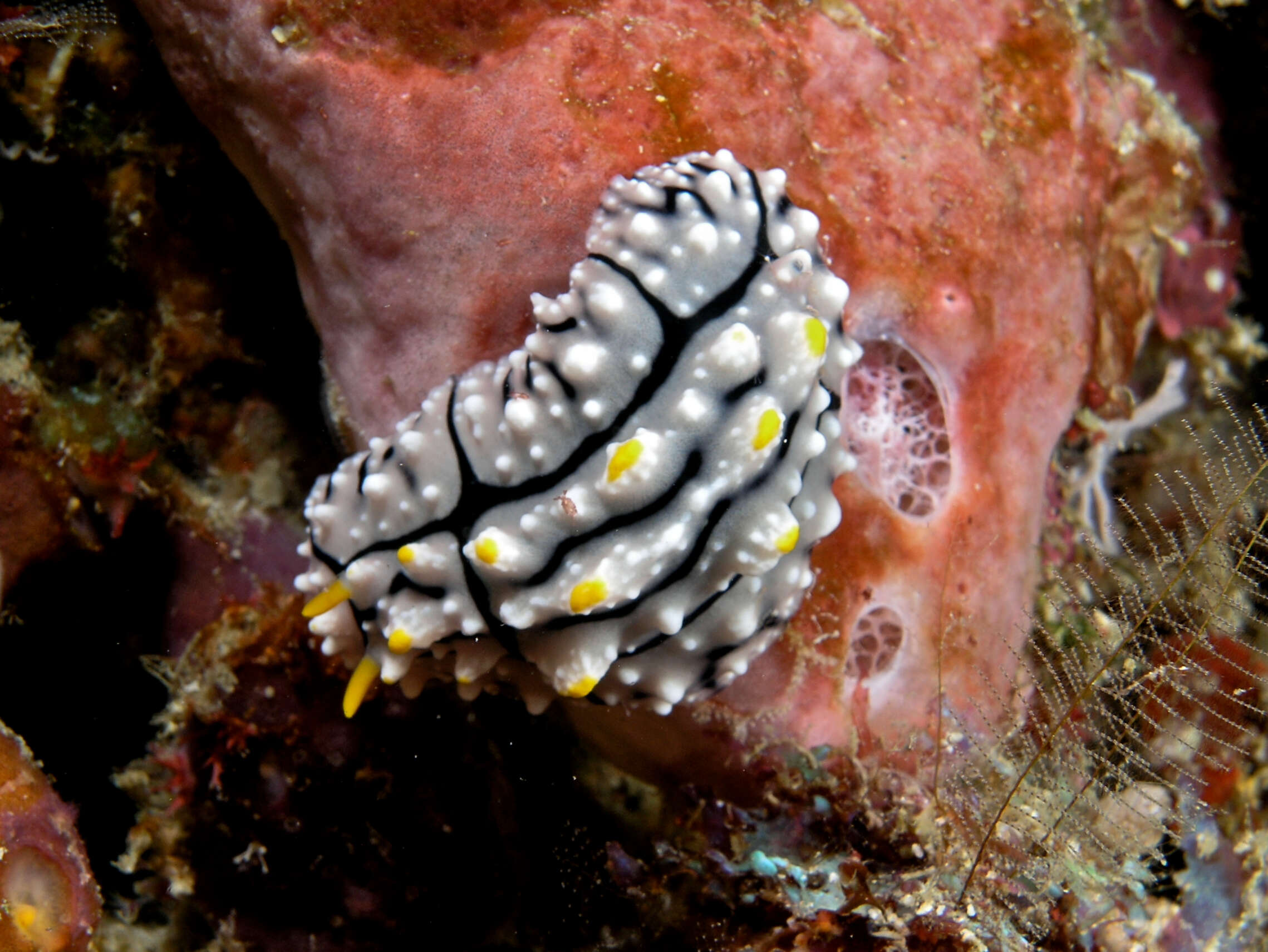 Image of Lumpy black grey orange slug