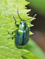 Image of Oreina cacaliae