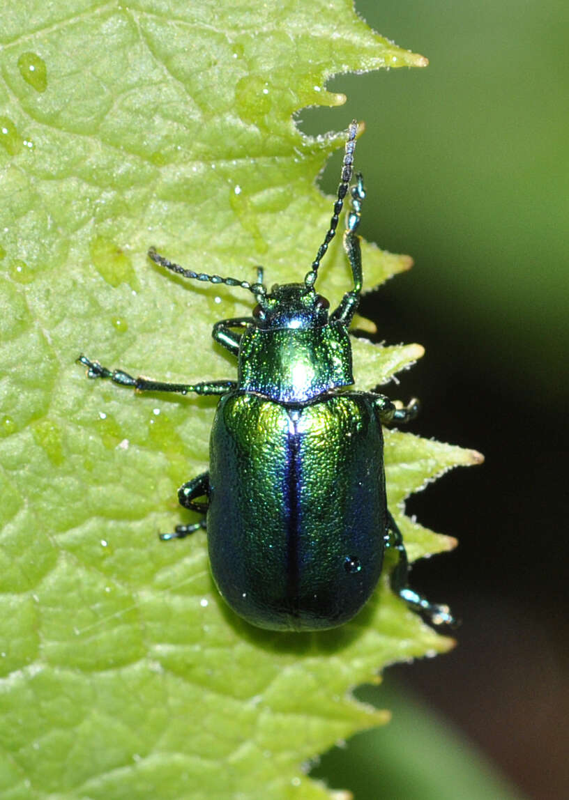 Image of Oreina cacaliae