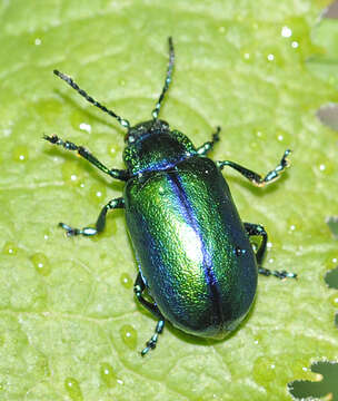 Image of Oreina cacaliae