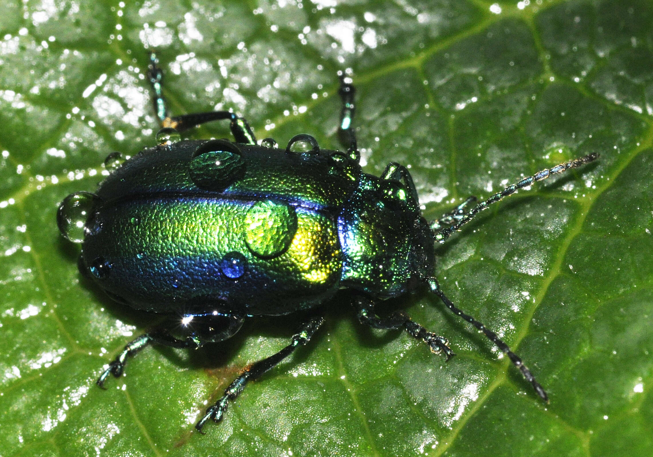 Image of Oreina cacaliae