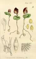 Image de Corybas fimbriatus (R. Br.) Rchb. fil.