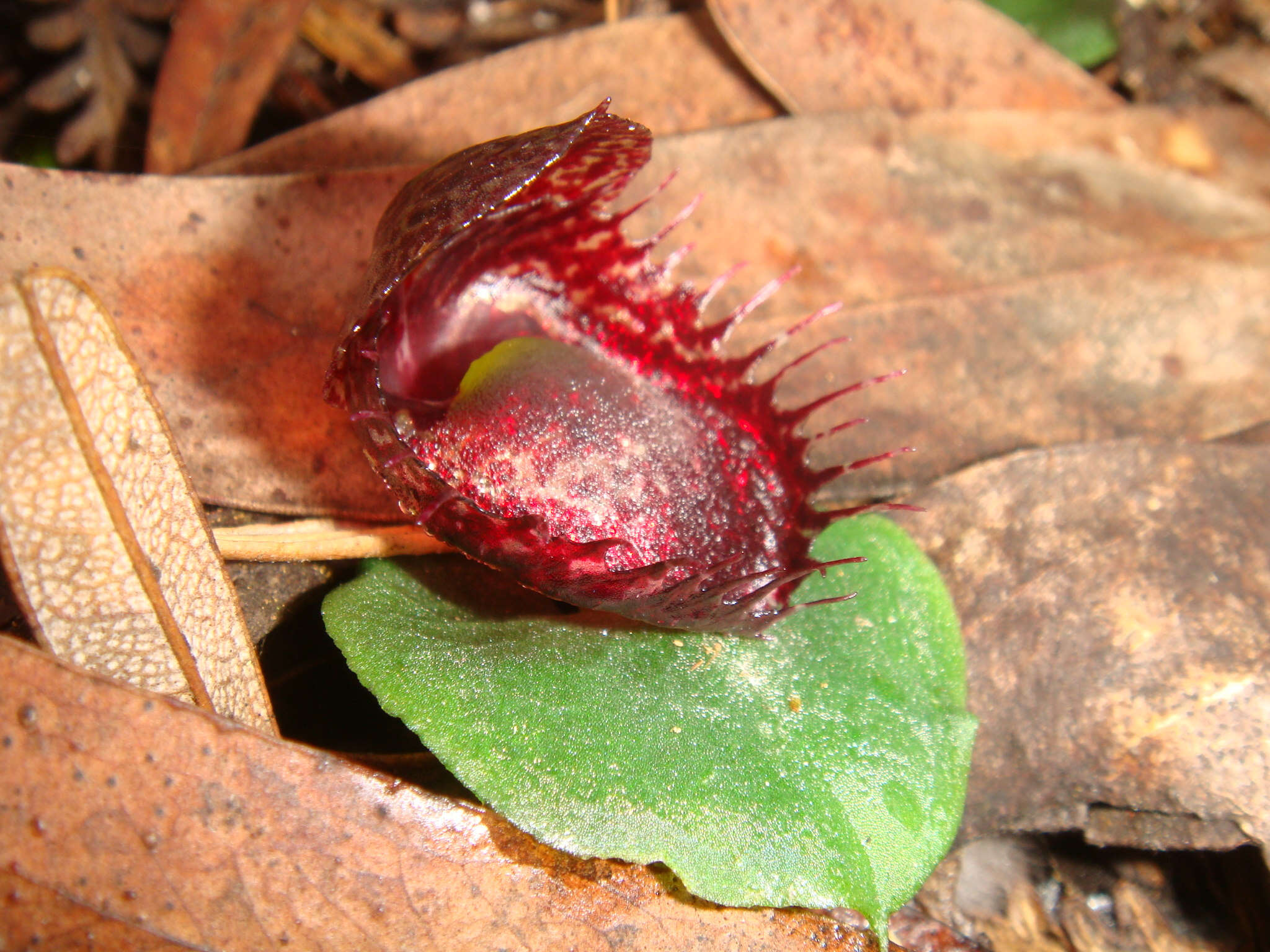 Image de Corybas fimbriatus (R. Br.) Rchb. fil.