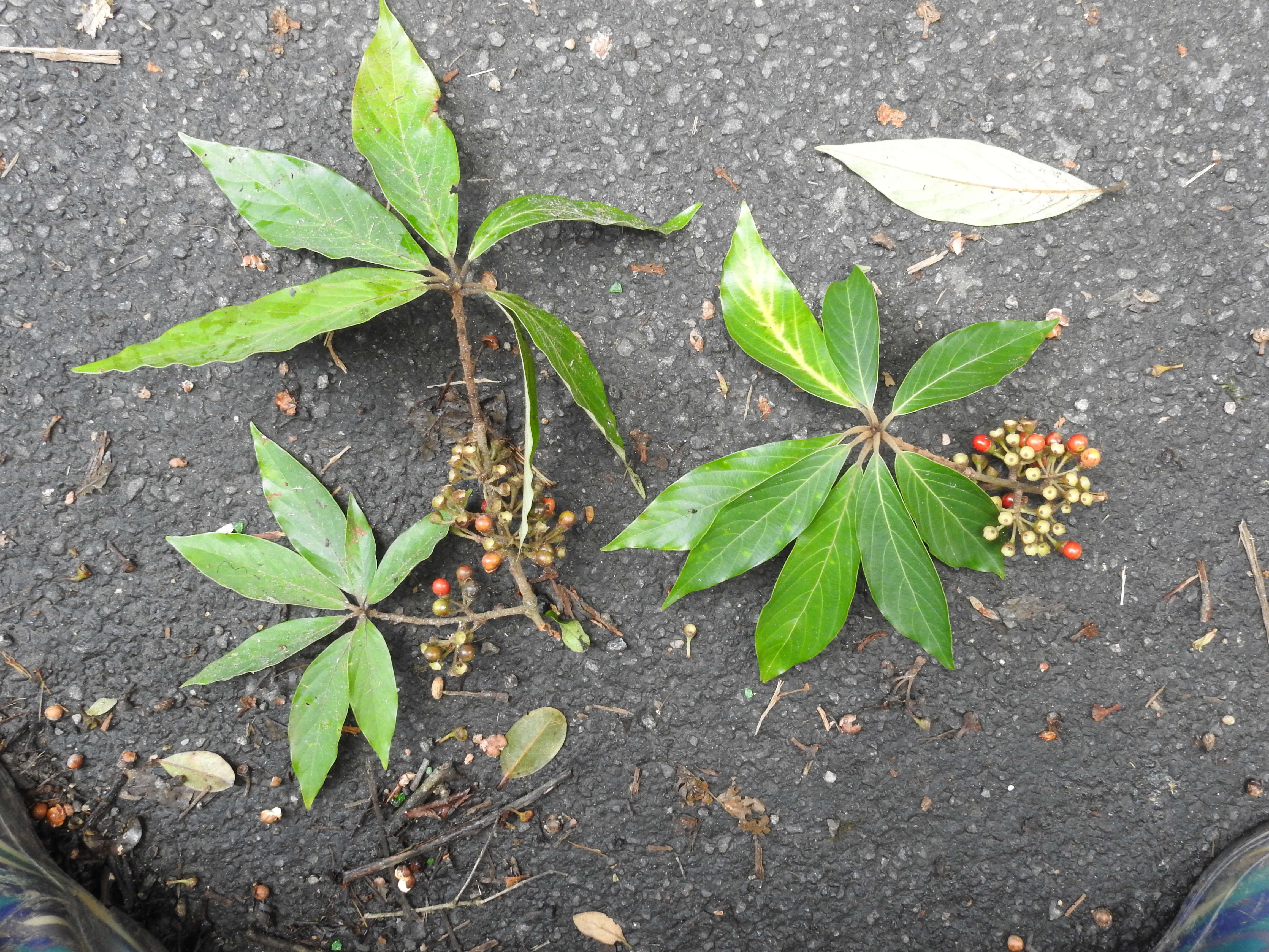 Image of Actinodaphne bourdillonii Gamble