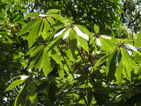 Image of Actinodaphne bourdillonii Gamble