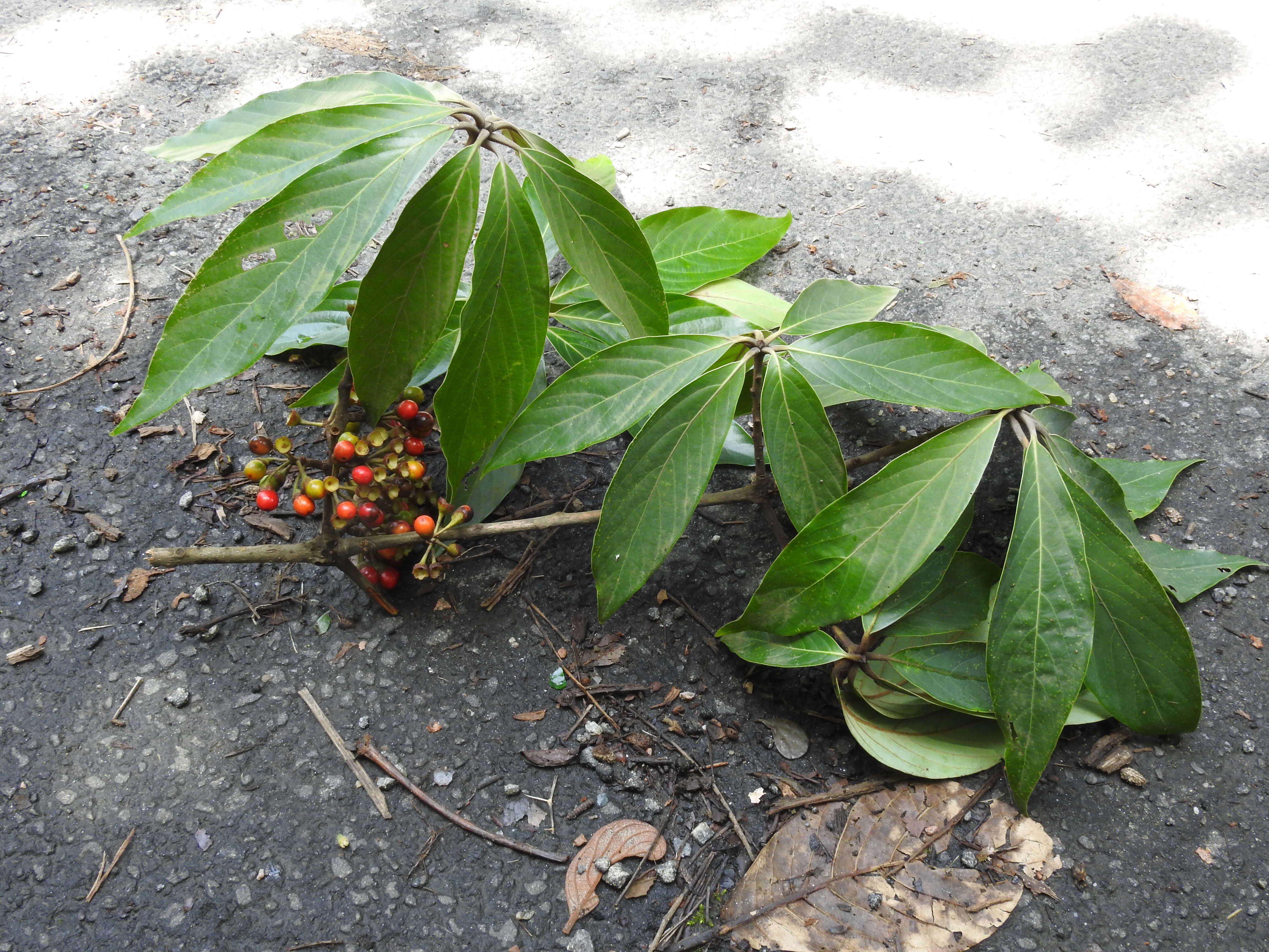 Image of Actinodaphne bourdillonii Gamble