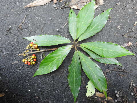 Image of Actinodaphne bourdillonii Gamble