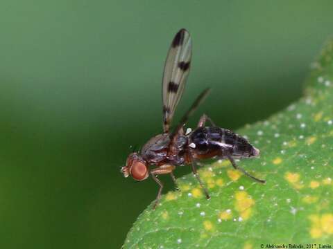 Geomyza tripunctata Fallen 1823 resmi