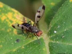 Image de Geomyza tripunctata Fallen 1823