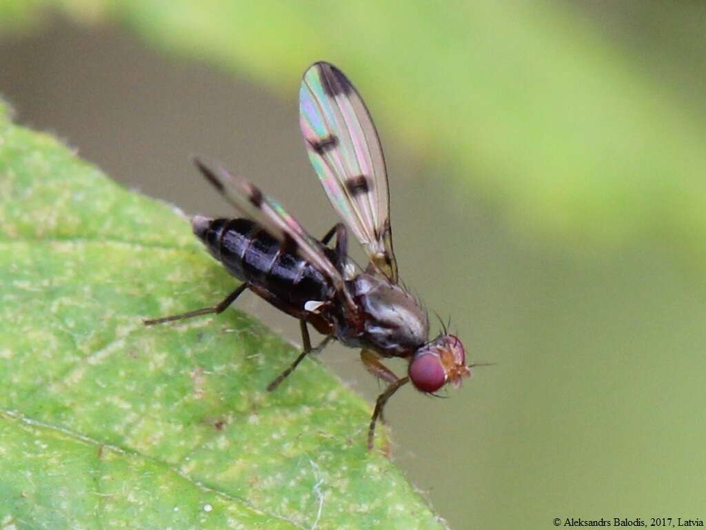 Geomyza tripunctata Fallen 1823 resmi