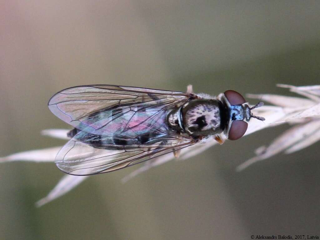 Image of <i>Platycheirus ambiguus</i>