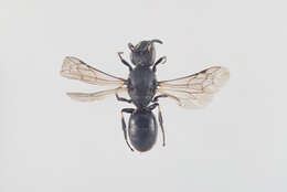 Imagem de Hylaeus annulatus (Linnaeus 1758)