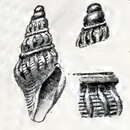 Image of Mangelia paessleri (Strebel 1905)