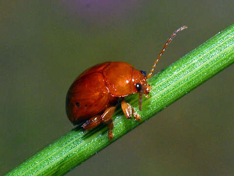 Image of Sphaeroderma testaceum