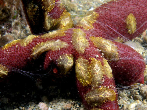 Image de Coeloplanidae Willey 1896