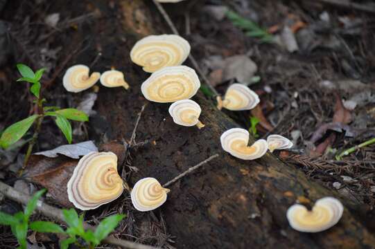 Imagem de Microporellus obovatus (Jungh.) Ryvarden 1972