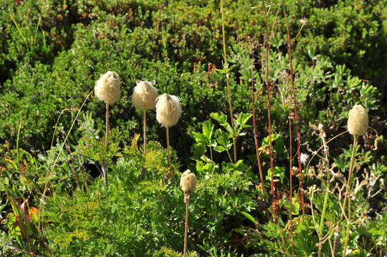 Image of white pasqueflower