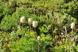 Image of white pasqueflower