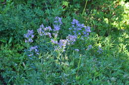 Image of broadleaf lupine