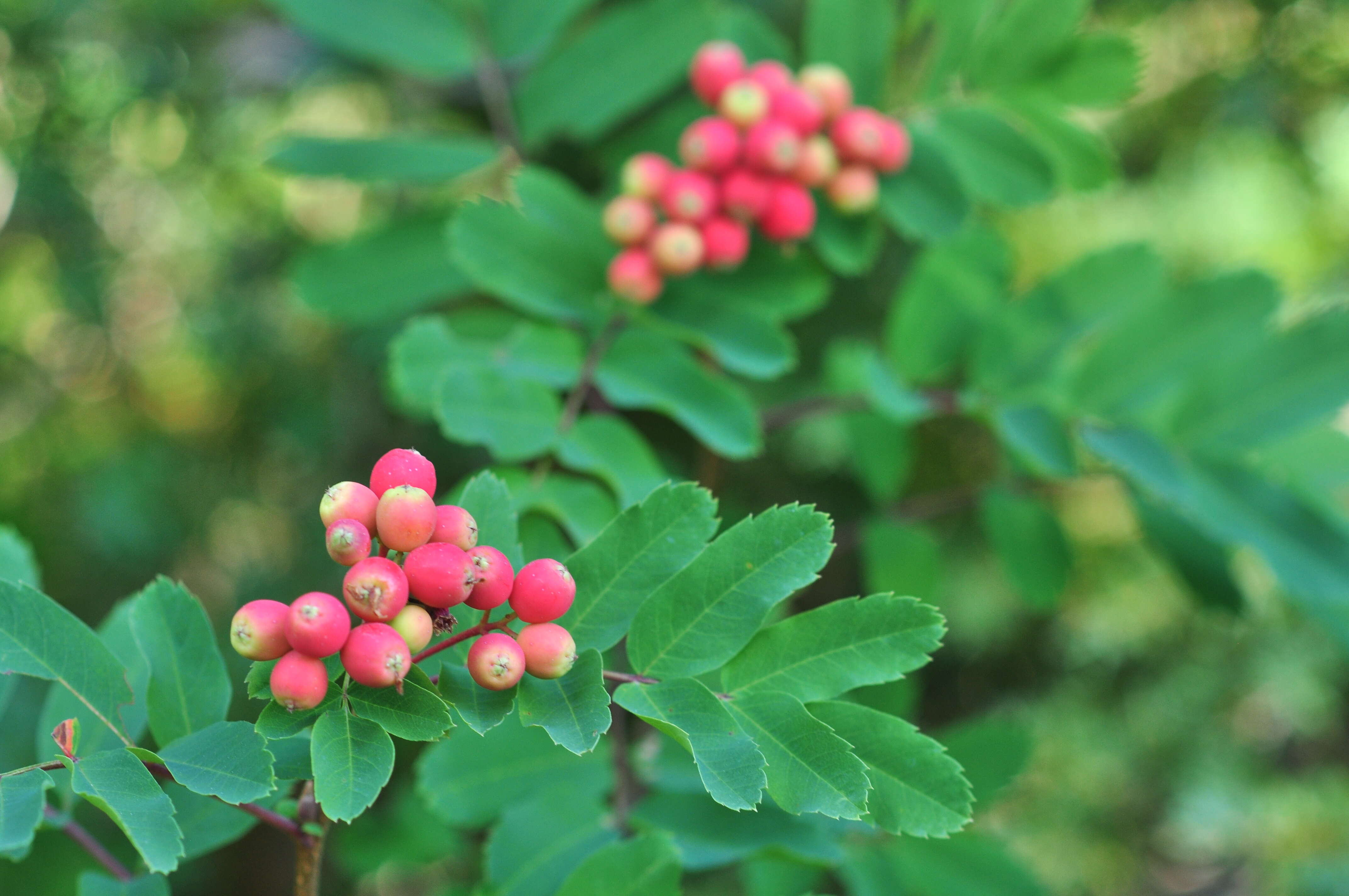 Image of western mountain ash