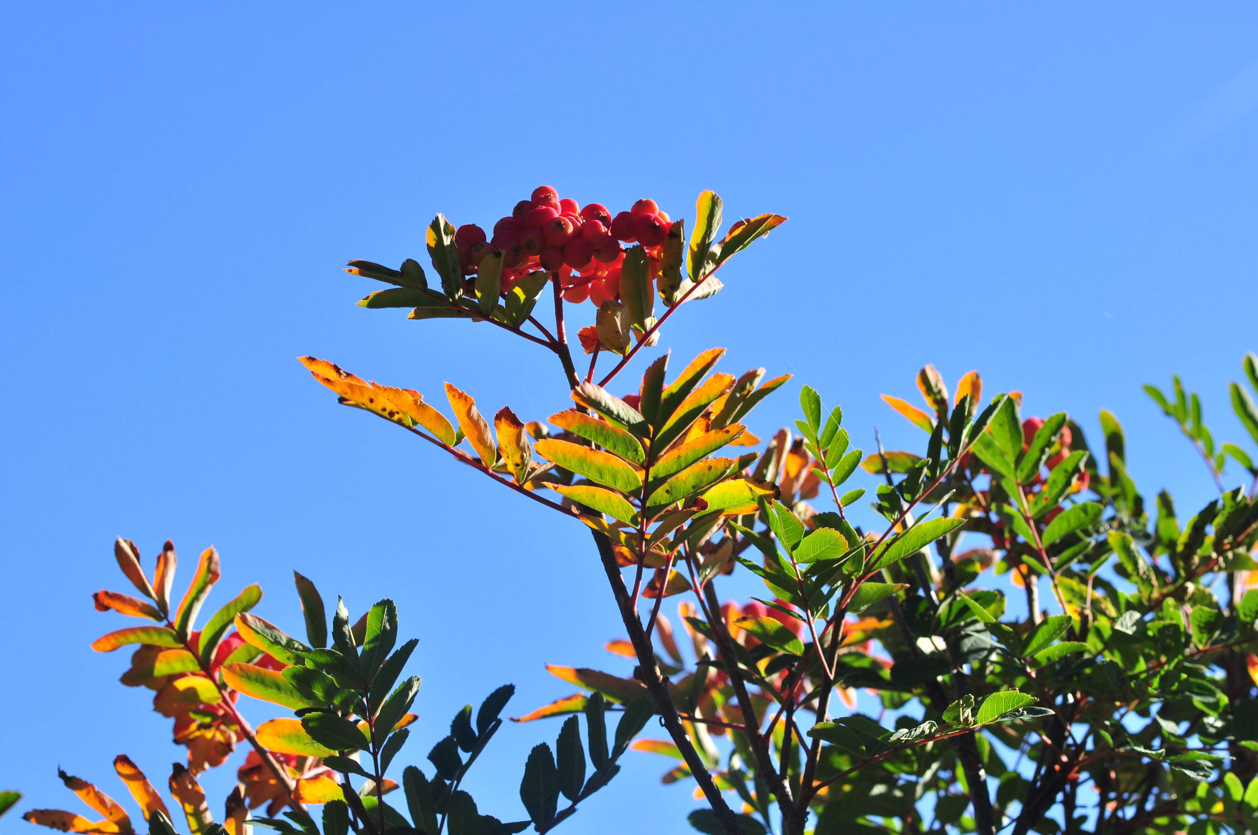 Image of western mountain ash