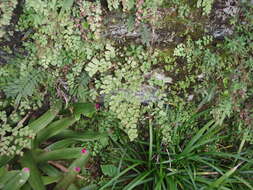 Image of maidenhair fern