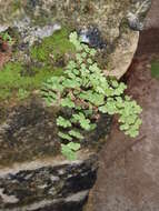 Image of maidenhair fern