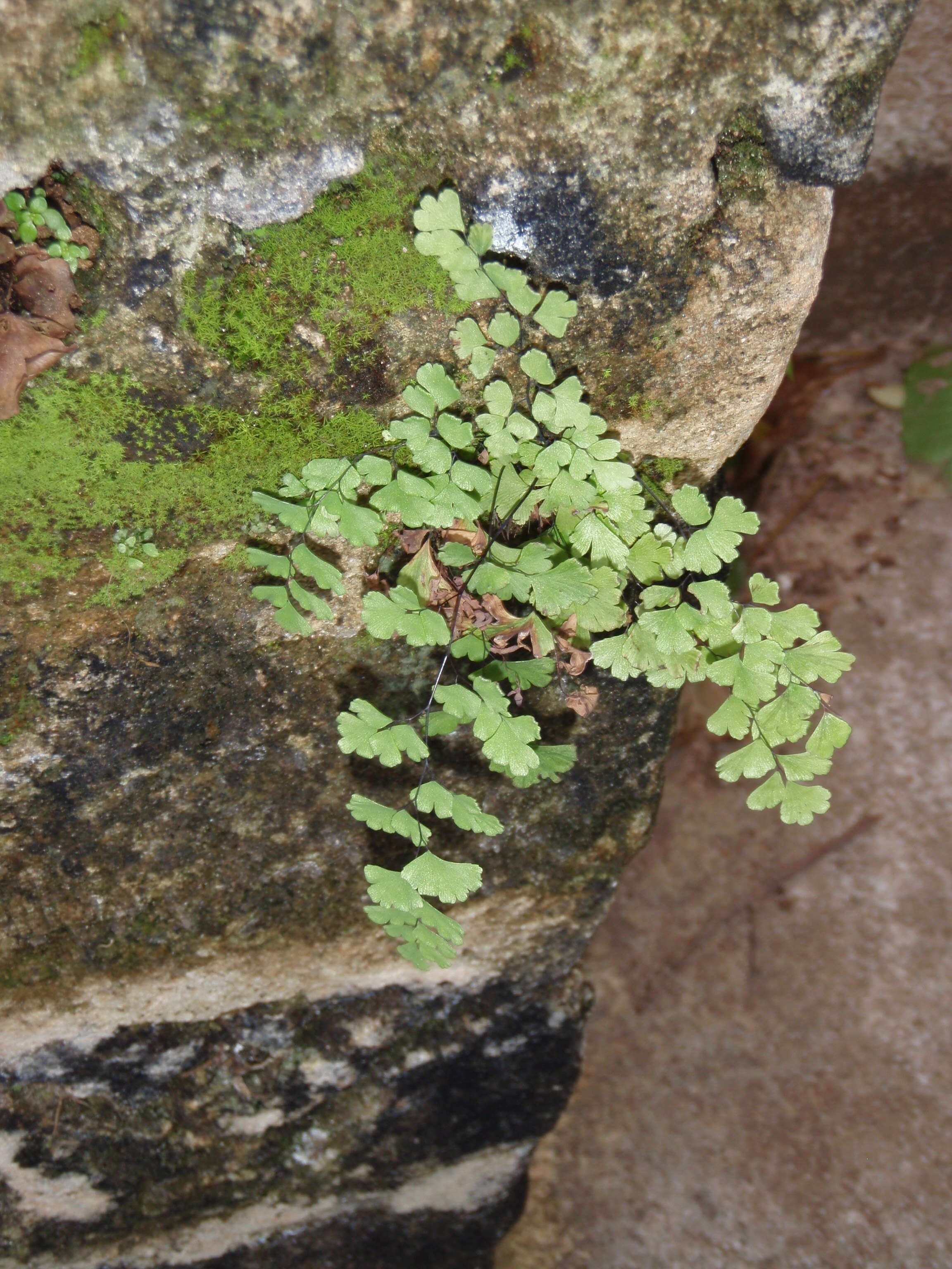 Image of maidenhair fern