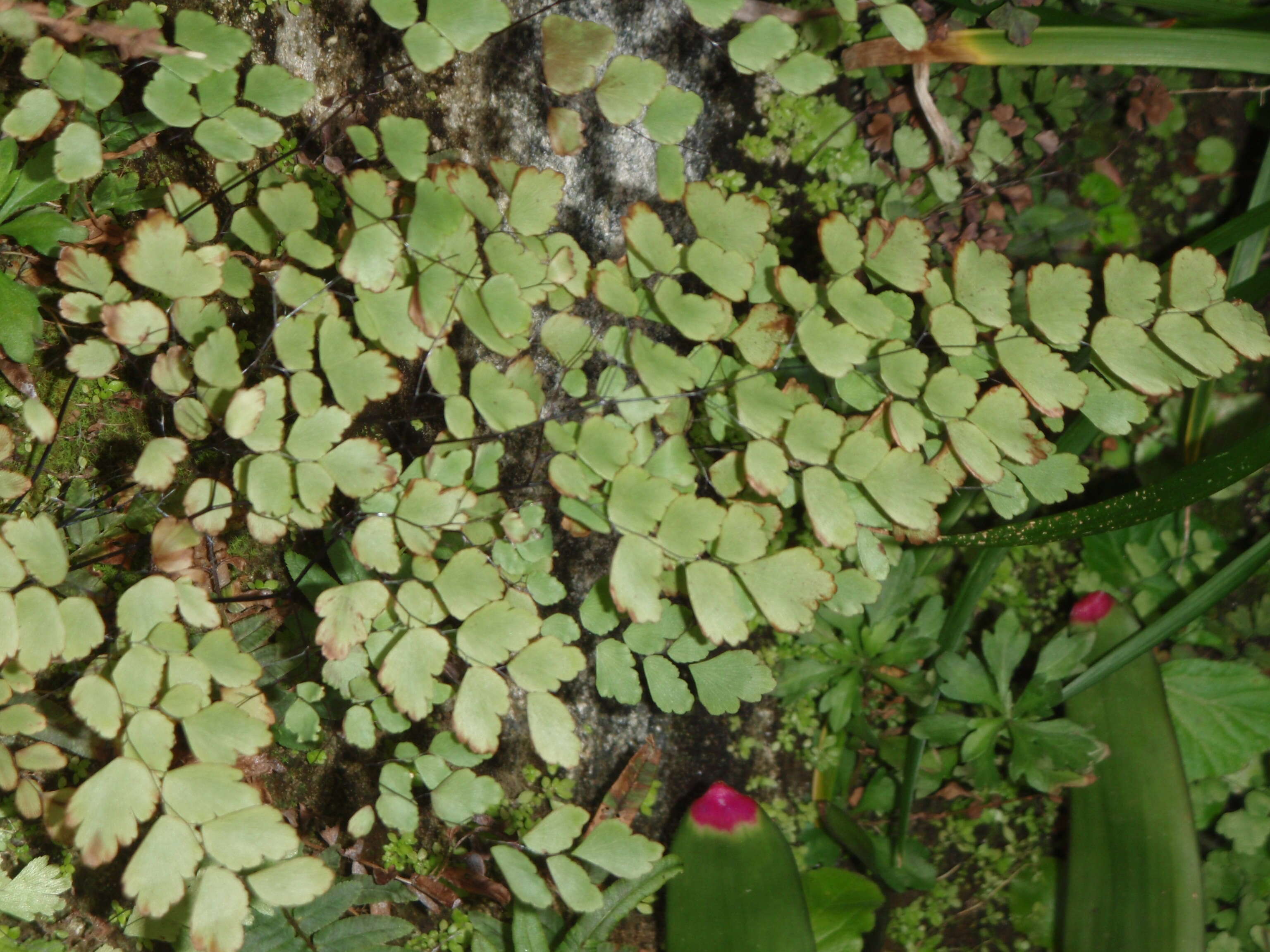 Image of maidenhair fern