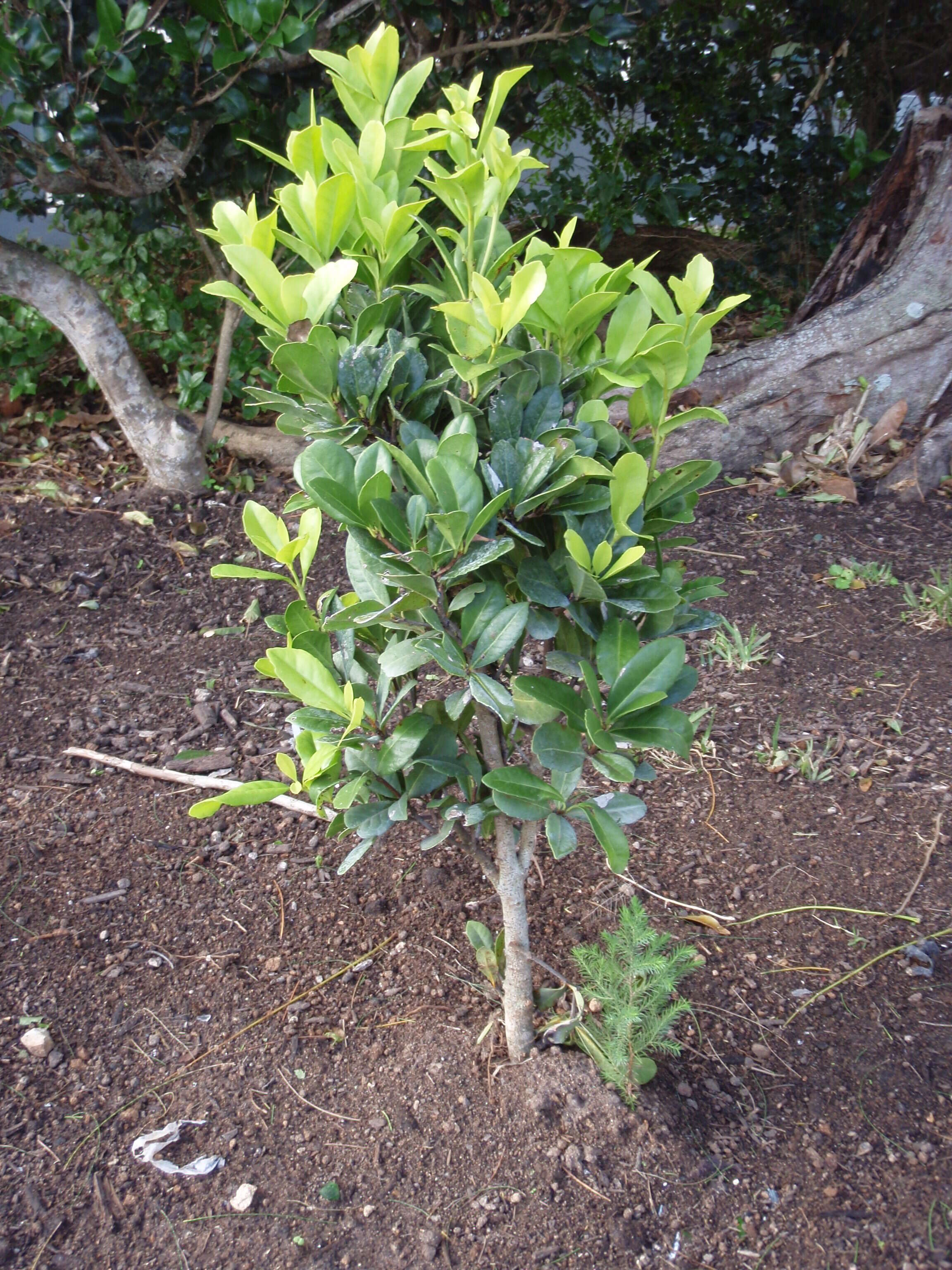 Image of Elaeodendron laneanum A. H. Moore