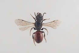 Image of swollen-thighed blood bee