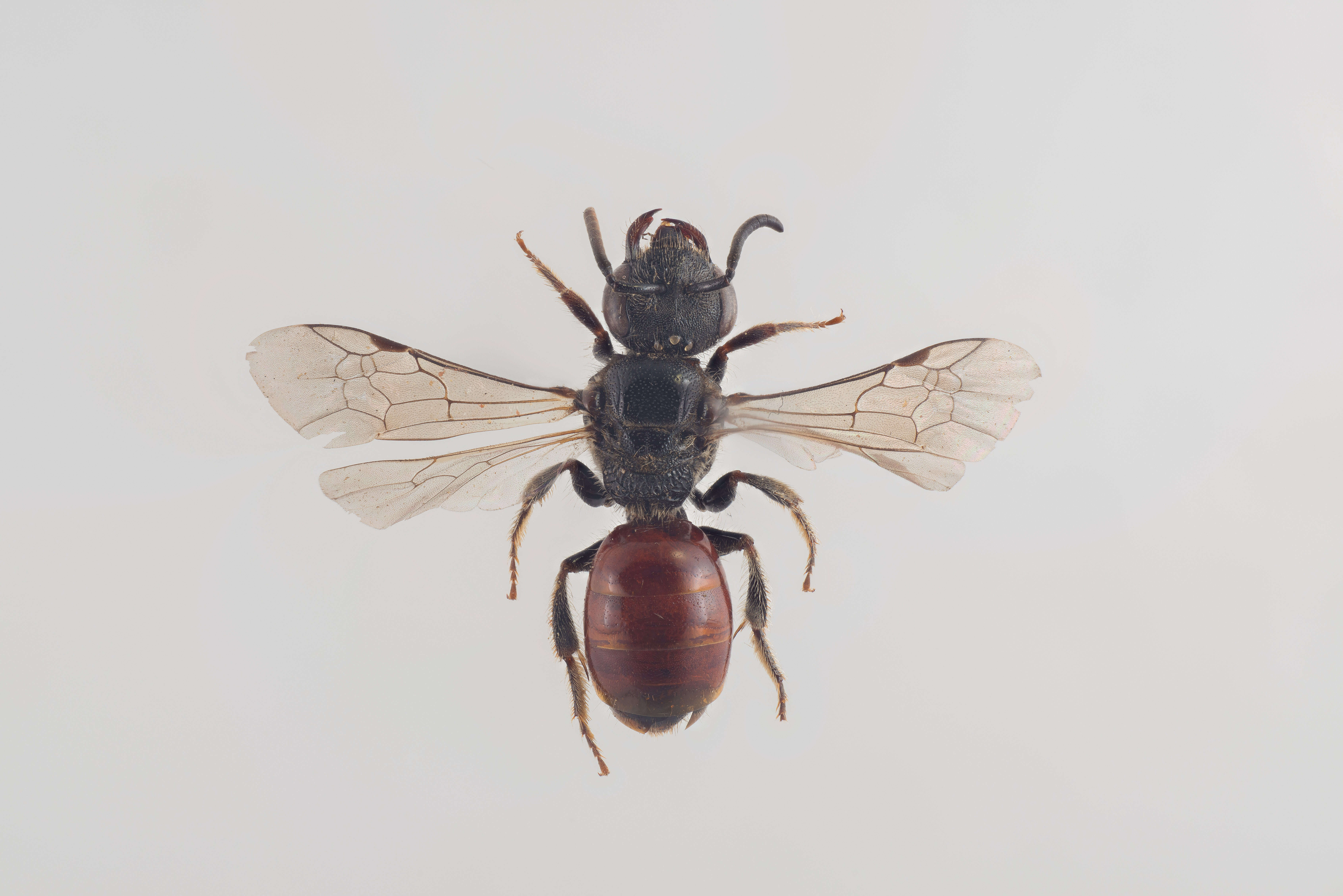 Imagem de Sphecodes crassus Thomson 1870